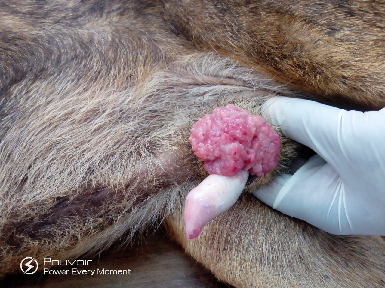 Behandlung von Hunden mit Stickertumor und Infektionen am Hoden